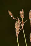 Densetuft hairsedge